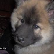 Eurasier Tristan