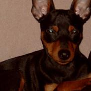 Dvaergpinscher Kovo