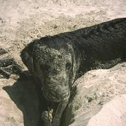 Labrador retriever chiva