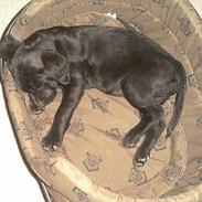 Labrador retriever chiva