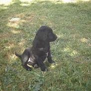 Labrador retriever chiva