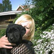 Labrador retriever chiva