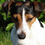 Jack russell terrier Bernard