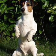 Jack russell terrier Bernard