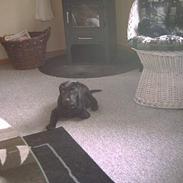 Labrador retriever chiva