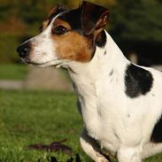 Jack russell terrier Bernard