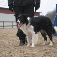 Border collie Nemo