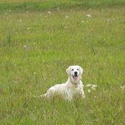 Golden retriever Grejsdalen Luna