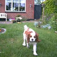 Cavalier king charles spaniel Frodo