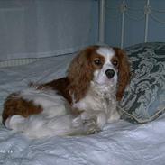 Cavalier king charles spaniel Frodo