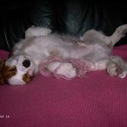 Cavalier king charles spaniel Frodo