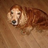 Cocker spaniel Nolde