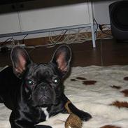 Fransk bulldog Luna
