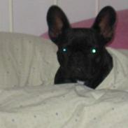 Fransk bulldog Luna