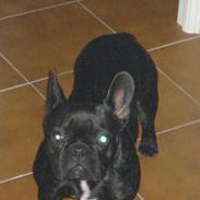 Fransk bulldog Luna