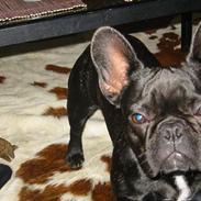 Fransk bulldog Luna