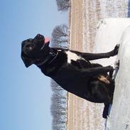 Blanding af racer Mathilde