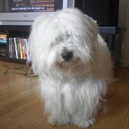 Coton de tulear Sofus