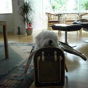 Coton de tulear Sofus