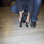 Fransk bulldog Frida