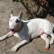 Bullterrier Kenja