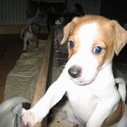 Dansk svensk gaardhund VALDE
