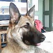 Blanding af racer Diva Schæfer/bjørnehund