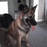 Blanding af racer Diva Schæfer/bjørnehund