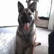 Blanding af racer Diva Schæfer/bjørnehund