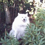 Samojedhund Lady 1997 + død 2007