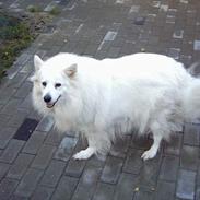 Samojedhund Lady 1997 + død 2007