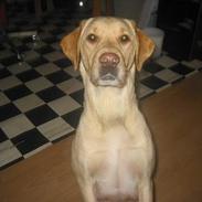 Labrador retriever Mille