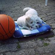 Coton de tulear Sofus