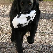 Flat coated retriever Bacardi  † 29/04/09 †