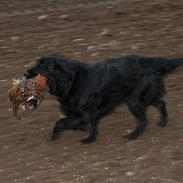 Flat coated retriever Bacardi  † 29/04/09 †