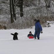 Flat coated retriever Bacardi  † 29/04/09 †