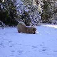 Eurasier Ankerstjernes Amber