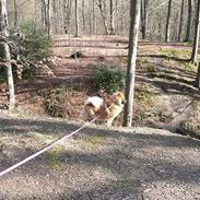 Eurasier Ankerstjernes Amber