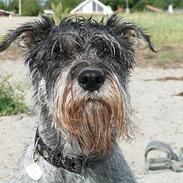 Mellemschnauzer Glenni
