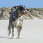 Mellemschnauzer Glenni