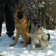 Mellemschnauzer Glenni