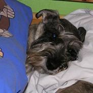Mellemschnauzer Glenni