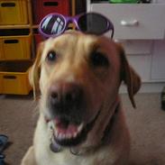 Labrador retriever Mille