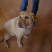 Labrador retriever Mille