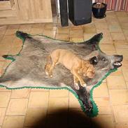 Dogue de bordeaux zira