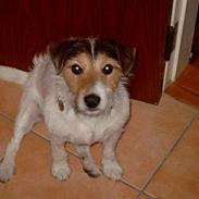 Jack russell terrier Gizmo