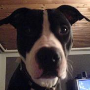 Amerikansk staffordshire terrier King