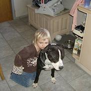 Amerikansk staffordshire terrier King