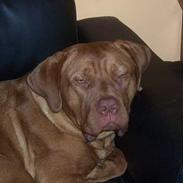 Blanding af racer Bamse