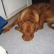 Blanding af racer Bamse